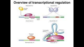 AP Biology Chapter 18 Eukaryotic Gene RegulationAPBIO [upl. by Suravat371]