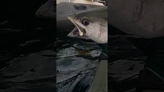 AMAZING SPEARFISHING TUNA [upl. by Carpio557]