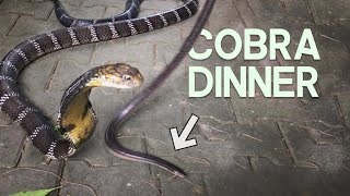 SNAKE VS SNAKE  KING COBRA FEEDING WITH CHRISWEEET [upl. by Braynard]