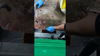 how to removing stingray skin [upl. by Sucirdor76]