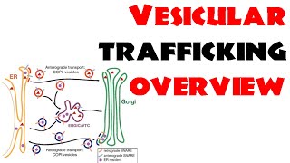 Vesicle trafficking  vesicle transport in cell [upl. by Norven]