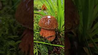 Picking up Mushrooms nature gardening mushroom [upl. by Ymmit1]