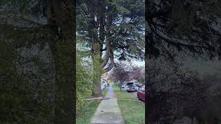 fypシ゚viral nature fallseason travel canada rain reels northamerica [upl. by Dekeles686]