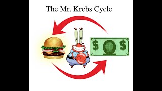 biochemistry 1st year online learning  krebs cycle [upl. by Ahsirek]