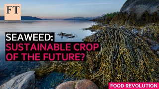 Seaweed sustainable crop of the future  FT Food Revolution [upl. by Ayo]