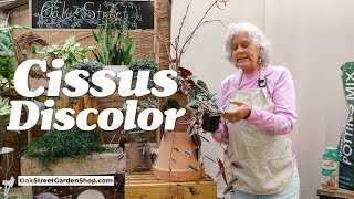 Mastering Cissus Discolor Expert Planting amp Care Tips with Kris  Oak Street Garden Shop [upl. by Snebur876]