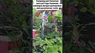 Tumpang sari Tanaman satu pot tiga Tanaman sekaligus dengan pemupukan dan penyiraman rutin [upl. by Lev]