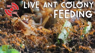 Live ANT COLONY Feeding [upl. by Seymour840]