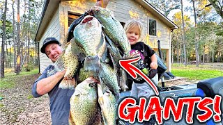 GIANT Winter Crappie are TOO EASY LIVE Livescope Footage [upl. by Rubliw]