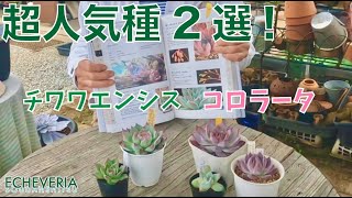 初心者様必見！絶対に知っておきたい大人気エケベリア種2選！【チワワエンシス】【コロラータ】 [upl. by Rutra711]