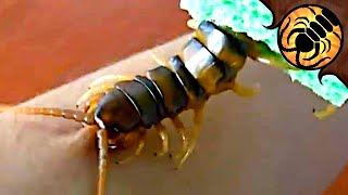 Giant Centipede BITES ME [upl. by Esra]