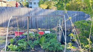 SIMPLE DIY GRAPE TRELLIS BACKYARD GARDEN [upl. by Leynwad355]