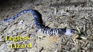 Legless Lizard or Black and White Worm Lizard  Amphisbaena fuliginosa [upl. by Odom]