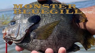 MONSTER Coppernose BLUEGILL Lake Perris [upl. by Leaffar]