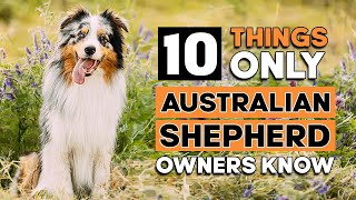 10 Things Only Australian Shepherd Owners Understand [upl. by Jourdan341]