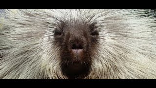 The Best of Teddy Bear the Porcupine [upl. by Leissam]