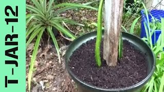 How to Plant Dragon Fruit in Pots [upl. by Orian]