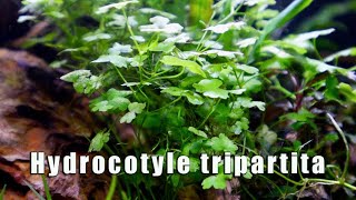 Hydrocotyle Tripartita  MUST HAVE Most Versatile Aquatic Plant [upl. by Fidellia611]