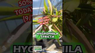 🚨50 OFF 🚨 Hygrophila Stricta Red Stem UNIQUE Plant TODAY ONLY 91824 [upl. by Lorry639]