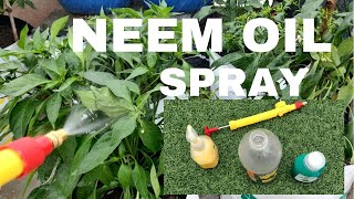 Neem Oil For Plants How to use neem oil on plants  Benefits of Organic Insecticide In The Garden [upl. by Vaasta]