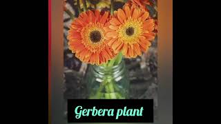 Gerbera plantflowerplant [upl. by Ayitahs]