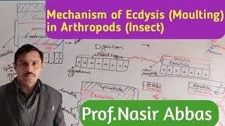 Mechanism of Ecdysis  Moulting in Arthropods Insect  class 12  Ch Support and Movement [upl. by Leachim]