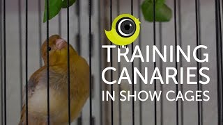 Training Canaries in Show Cages  The Canary Room Top Tips [upl. by Arihsa753]