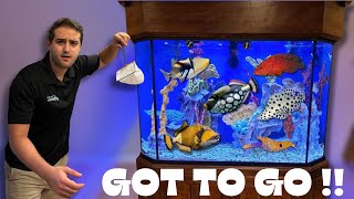 TRANSFERRING MY AGGRESSIVE SALTWATER FISH TO THEIR NEW AQUARIUM [upl. by Prosper]