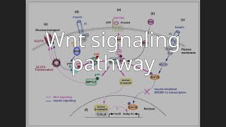 Wnt signaling pathway [upl. by Aneres]