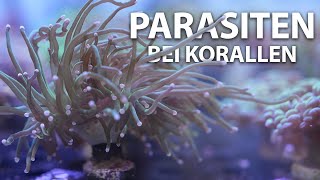 PARASITEN bei Korallen im Meerwasseraquarium  Fauna Marin [upl. by Anaitit199]