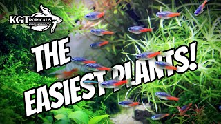 Dont Buy Aquarium Plants Without Watching This FIRST The Easiest Plants In The Hobby [upl. by Leiahtan]