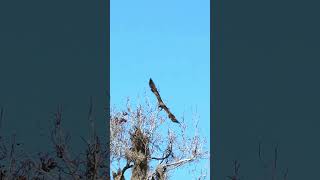 Redshouldered Hawk divebombs a juvenile Bald Eagle [upl. by Abisha]