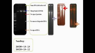 Extracted Genomic DNA on Agarose Gel [upl. by Jami]