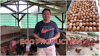 Freerange Chicken Farming  FARMING TIPS TO INCREASE EGG PRODUCTION [upl. by Lathe]