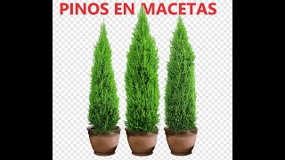 PINOS en macetas consejos del Jardinero [upl. by Marylin]