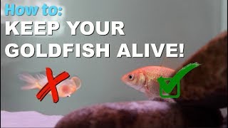 Swim Bladder Disease in Goldfish [upl. by Schober]