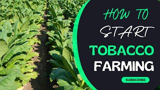 How To Start Tobacco Farming In Zimbabwe [upl. by Yuji]