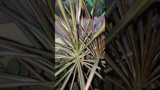 How to grow red dracaena marginata plant easy grow plant outdoor plants for home gardenshorts [upl. by Nolrak]