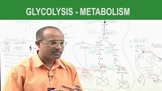 Glycolysis  Metabolism  Dr Najeeb [upl. by Riki68]