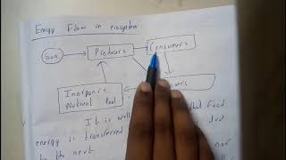 ENERGY FLOW IN ECOSYSTEMENVIRONMENTAL STUDIES  OU EDUCATION [upl. by Arahsak]