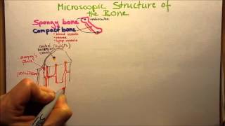 Microscopic Structure of the Compact Bone [upl. by Eerpud403]