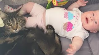 Adorable Cat Calms Down Crying Baby [upl. by Winny894]