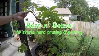 wisteria how to create bonsai tree for beginners [upl. by Dyrrej725]