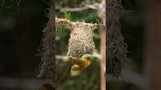 Soothing Bird Sounds to RelaxStudy To  San Diego Zoo ZOOthing Tunes Nature Sounds [upl. by Anwahsar]