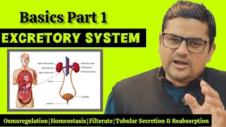 Basics of Excretory System  NEET  Nursing  Pharmacy  GSPaper  In हिन्दी [upl. by Thorbert]