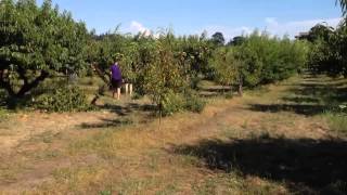 Sauvie Island Farms Portland Oregon [upl. by Gretna344]