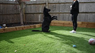 Black German Shepherd Tricks [upl. by Sonya]