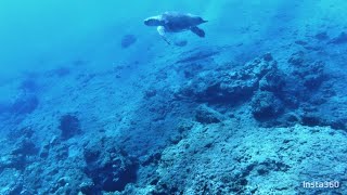 sea turtle near Athens [upl. by Anema]