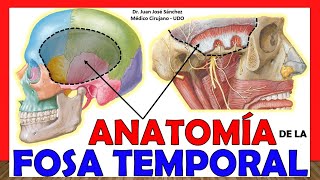 🥇 ANATOMÍA DE LA FOSA TEMPORAL ¡Explicación Sencilla [upl. by Hacker]