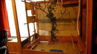 Zebra Finches nest building australske zebe [upl. by Zenia116]